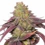 Kingston Punch Marijuana Strain by Dutch Passion For Sale Online at Cannabis Seeds Outlet