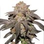 Dutch Passion Kingston Punch Weed Seeds Smoke Buds Ganja Skunk Dope Pot Images Pics Nuggets