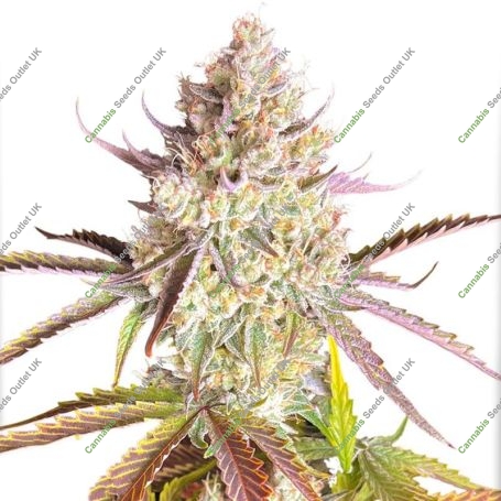 Fruit Bomb Punch Marijuana Strain by Dutch Passion For Sale Online at Cannabis Seeds Outlet