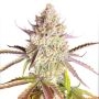 Fruit Bomb Punch Marijuana Strain by Dutch Passion For Sale Online at Cannabis Seeds Outlet