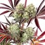 Dutch Passion Fruit Bomb Punch Weed Seeds Smoke Buds Ganja Skunk Dope Pot Images Pics Nuggets