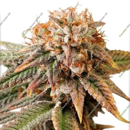 Kingston Punch Auto Marijuana Strain by Dutch Passion For Sale Online at Cannabis Seeds Outlet