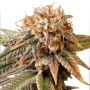 Kingston Punch Auto Marijuana Strain by Dutch Passion For Sale Online at Cannabis Seeds Outlet
