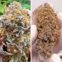 Dutch Passion Kingston Punch Auto Weed Seeds Smoke Buds Ganja Skunk Dope Pot Images Pics Nuggets