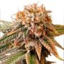 Buy Kingston Punch Auto Marijuana Strain by Dutch Passion Online