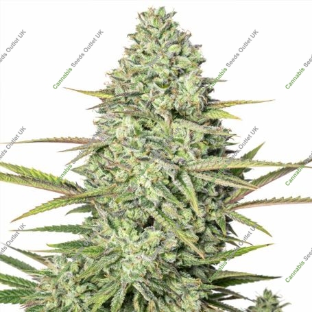Yoghurt Marijuana Strain by Black Farm Genetix For Sale Online at Cannabis Seeds Outlet