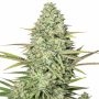 Yoghurt Marijuana Strain by Black Farm Genetix For Sale Online at Cannabis Seeds Outlet