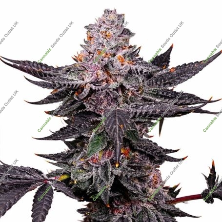 Rainbow Zoe Marijuana Strain by Black Farm Genetix For Sale Online at Cannabis Seeds Outlet
