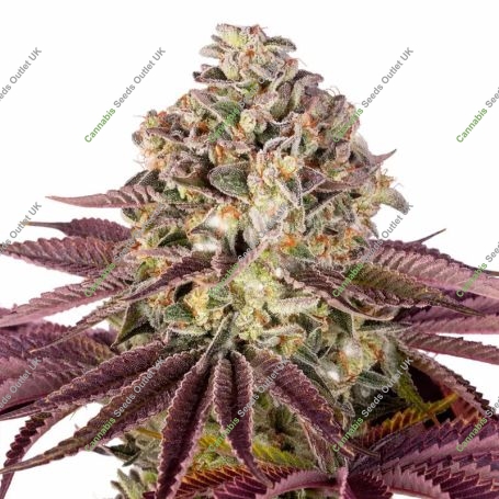 GrandDaddy Purple Marijuana Strain by Barneys Farm For Sale Online at Cannabis Seeds Outlet