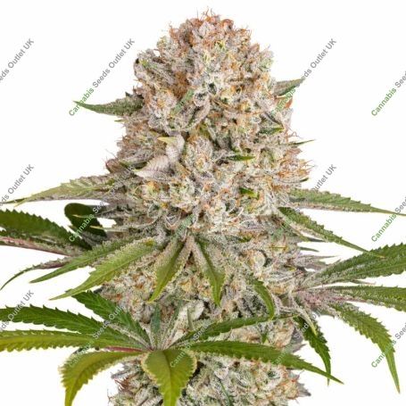 Amnesia Haze Marijuana Strain by Barneys Farm For Sale Online at Cannabis Seeds Outlet