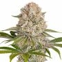 Amnesia Haze Marijuana Strain by Barneys Farm For Sale Online at Cannabis Seeds Outlet