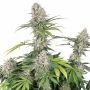 Barneys Farm Amnesia Haze Weed Seeds Smoke Buds Ganja Skunk Dope Pot Images Pics Nuggets