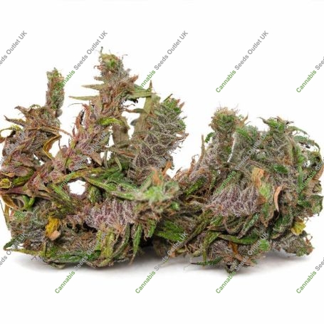 Papua New Guinea Marijuana Strain by Ace Seeds For Sale Online at Cannabis Seeds Outlet