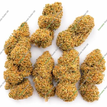 Magic Carrot Marijuana Strain by Ace Seeds For Sale Online at Cannabis Seeds Outlet