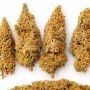 Ace Seeds Colossus Weed Seeds Smoke Buds Ganja Skunk Dope Pot Images Pics Nuggets