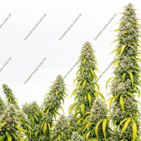 Colossus Marijuana Strain by Ace Seeds For Sale Online at Cannabis Seeds Outlet