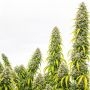 Colossus Marijuana Strain by Ace Seeds For Sale Online at Cannabis Seeds Outlet