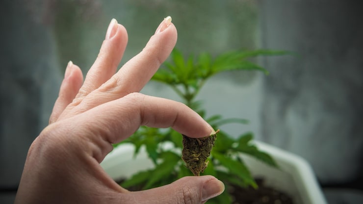 Growing Marijuana