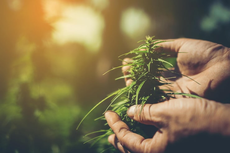How to Grow Cannabis