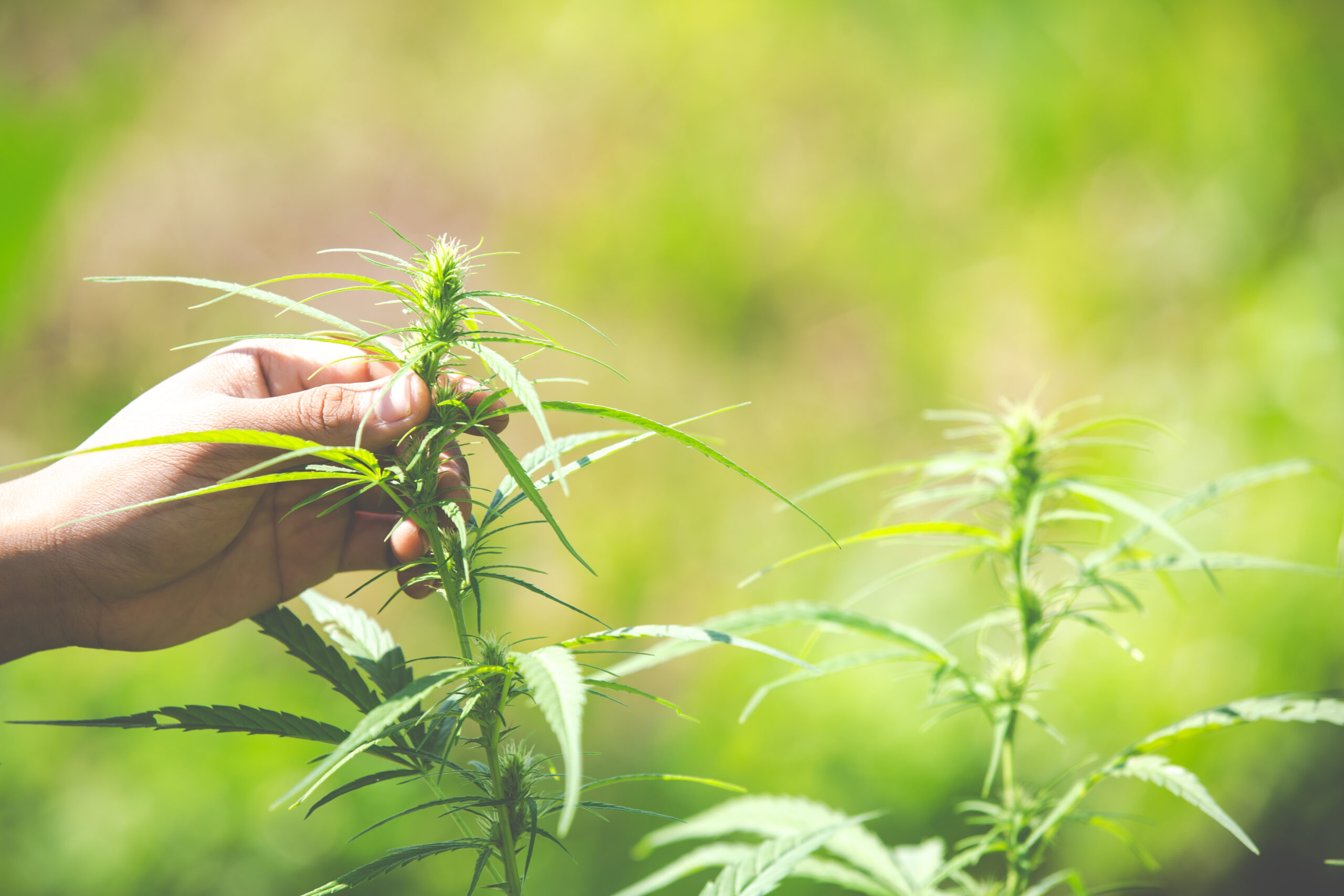 Cannabis Cultivar