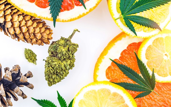 Cannabis Terpenes