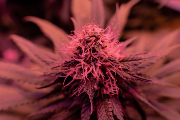 Energising Cannabis Strain