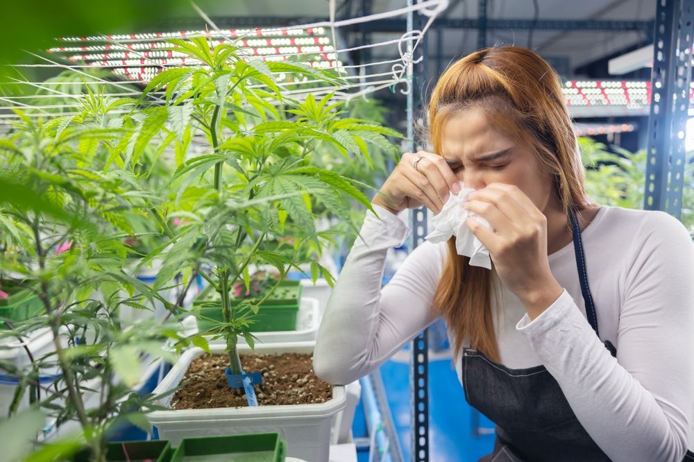Allergic Reaction to Marijuana