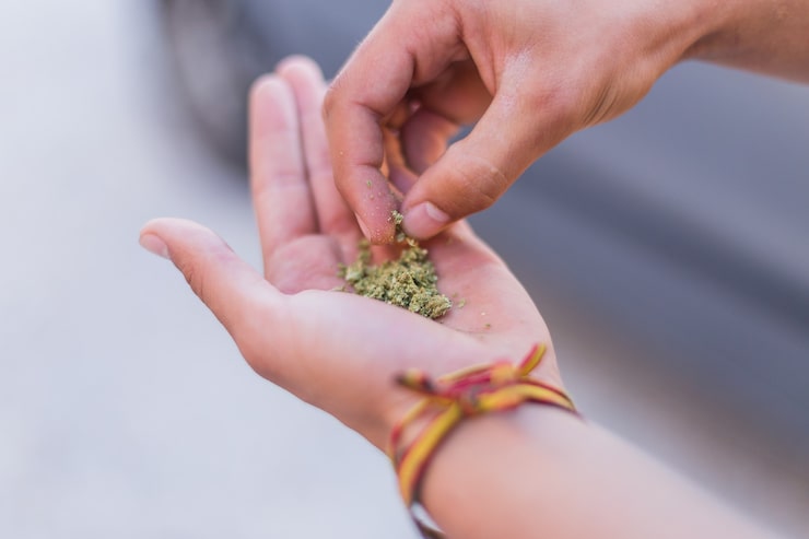 Feminised vs. Regular Cannabis Seeds