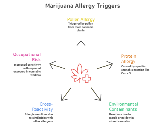 Causes and Triggers or Marijuana Allergy