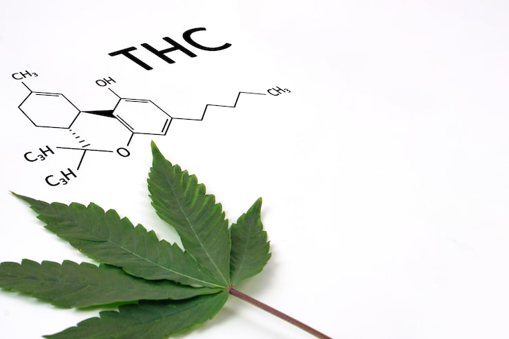 High vs Low THC Content in Cannabis