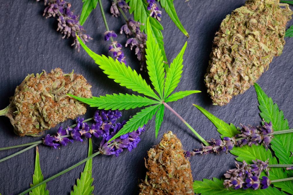 Boosting Terpene Production in Cannabis