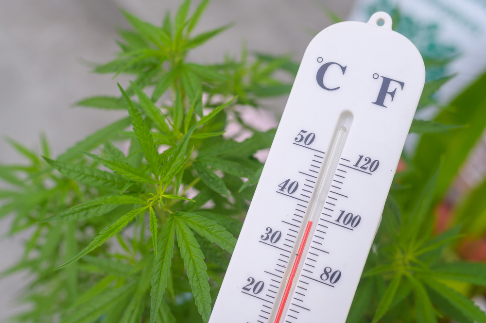 Climate Change Affecting Cannabis Seeds