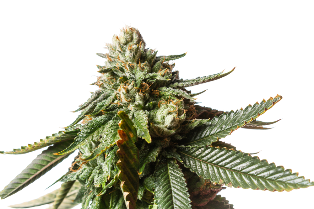 Managing THC Tolerance with T-Break