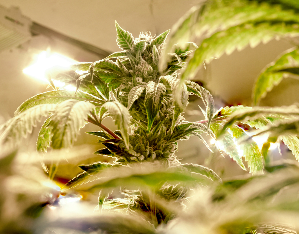 Cannabis Light Burn and Light Stress