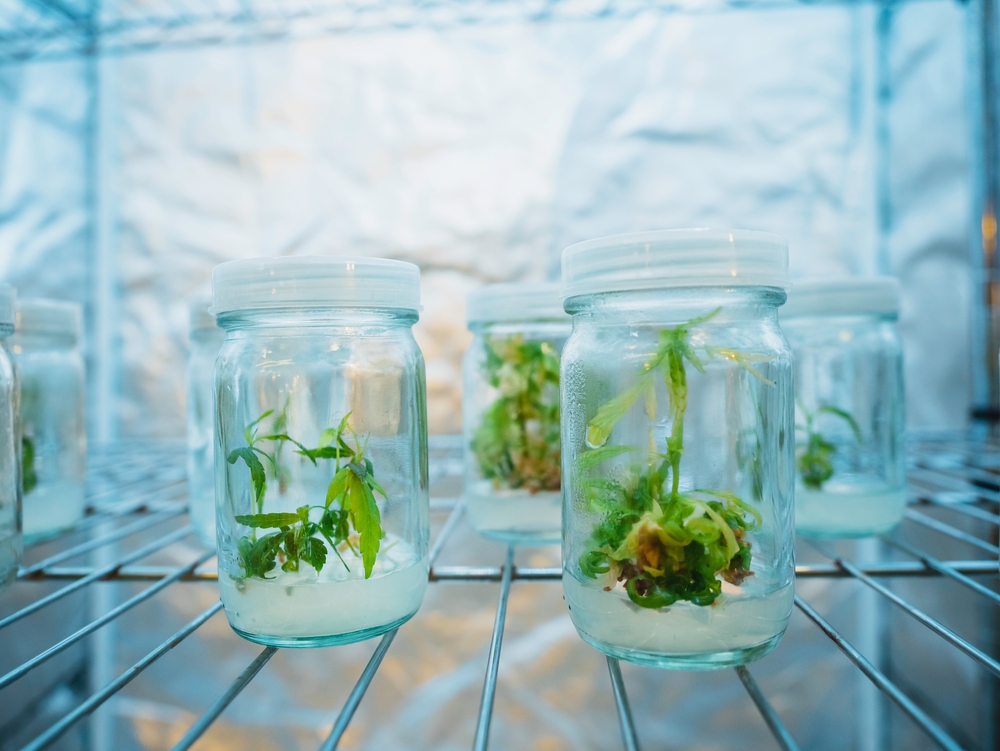 Cannabis Tissue Culture Method