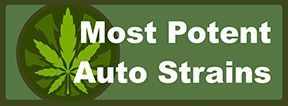 Top 10 Most Potent Automatic Flowering Strains with High THC Buds
