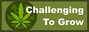 Buy Connoissuer Cannabis Strains - Challenging Seeds