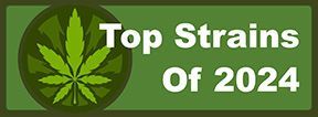 Buy Top Marijuana Strains of 2024 Cannabis Seeds Online