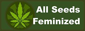 Buy Feminised Weed Seeds | Feminised Pot Seeds and Strains