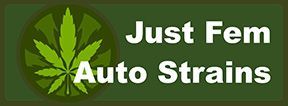 Just Feminized Auto Flowering Cannabis Seeds For Sale