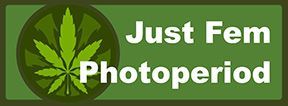 Just Feminized Female Photoperiod Cannabis Seeds For Sale