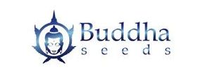 Buy Marijuana Breeder Buddha Seeds Strains Sale Online