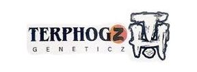 Buy Marijuana Breeder Platinum Terp Hogz Strains Online