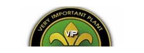 Buy Marijuana Breeder VIP Seeds Strains For Sale Online