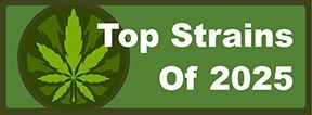 Buy Top Marijuana Strains of 2025 Cannabis Seeds Online