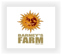 Buy Barneys Farm marijuana strains for sale at cannabis seeds outlet