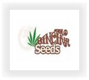 Buy John Sinclair  marijuana strains for sale at cannabis seeds outlet