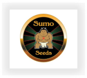 Buy Sumo  marijuana strains for sale at cannabis seeds outlet