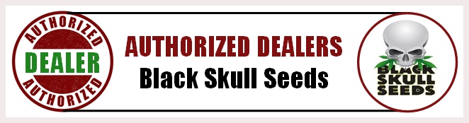We are authorised retailers for Black Skull Cannabis Seeds