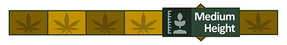 Medium